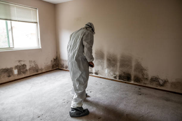 Harwood Heights, IL Mold Removal Company